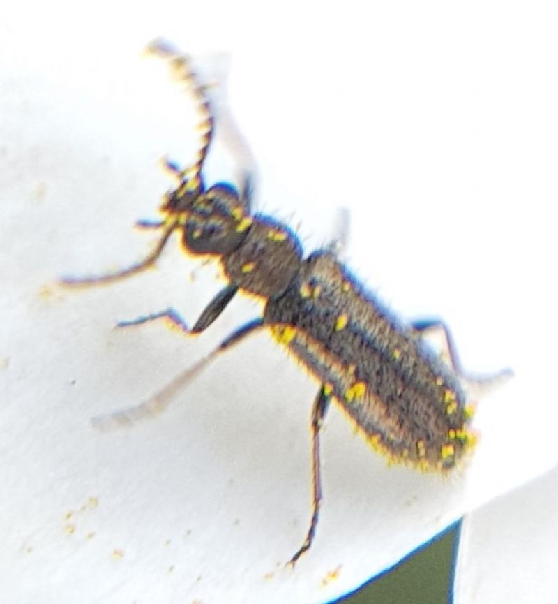 Dasytidae? s, Dasytes nigroaeneus, maschio